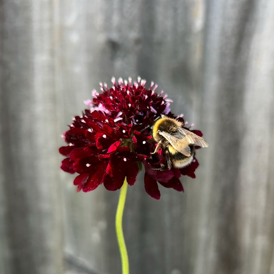 Scabiosa Black Knight