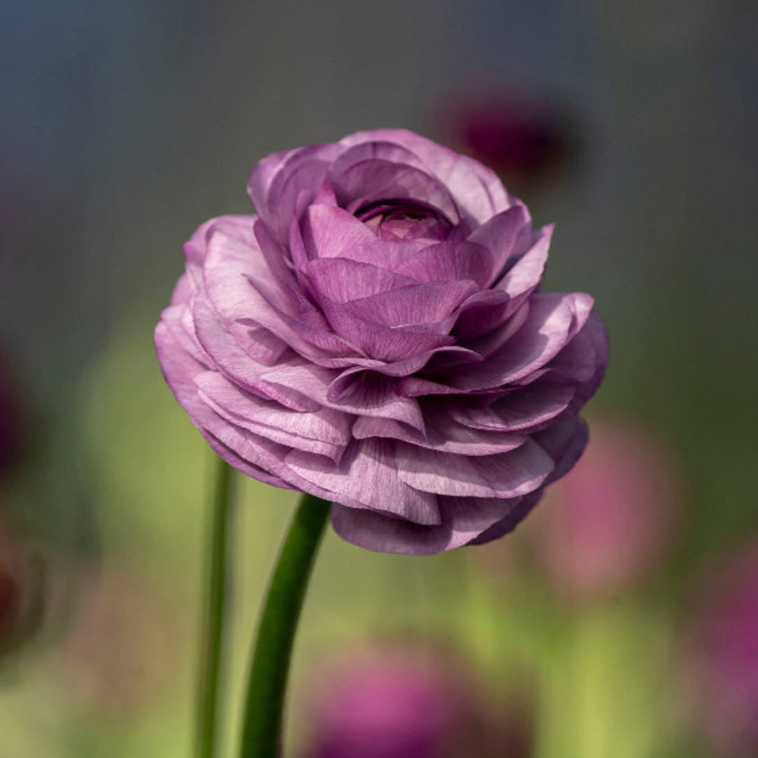 Ranunculus Friandine Lavender