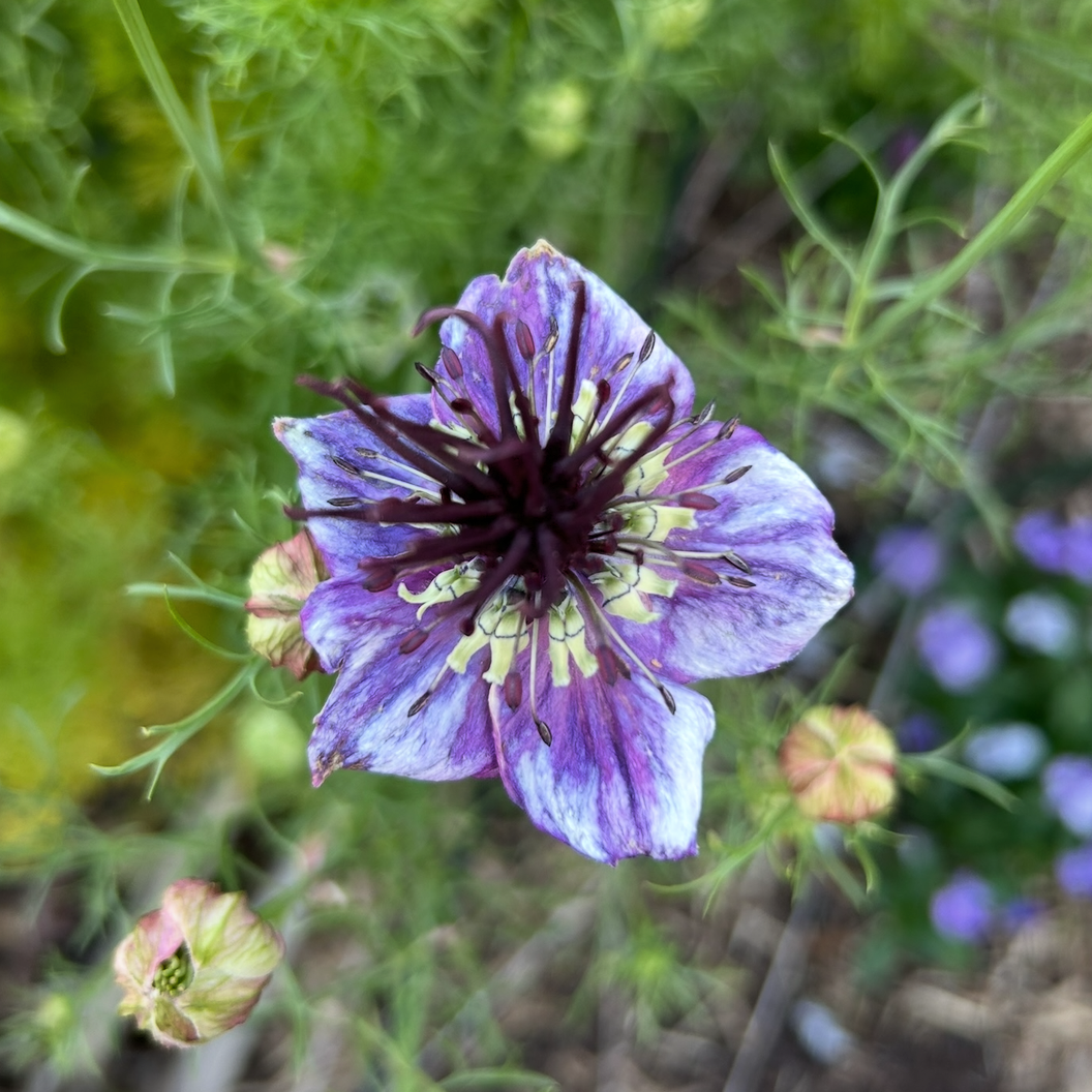 Nigella Starry Night Mix