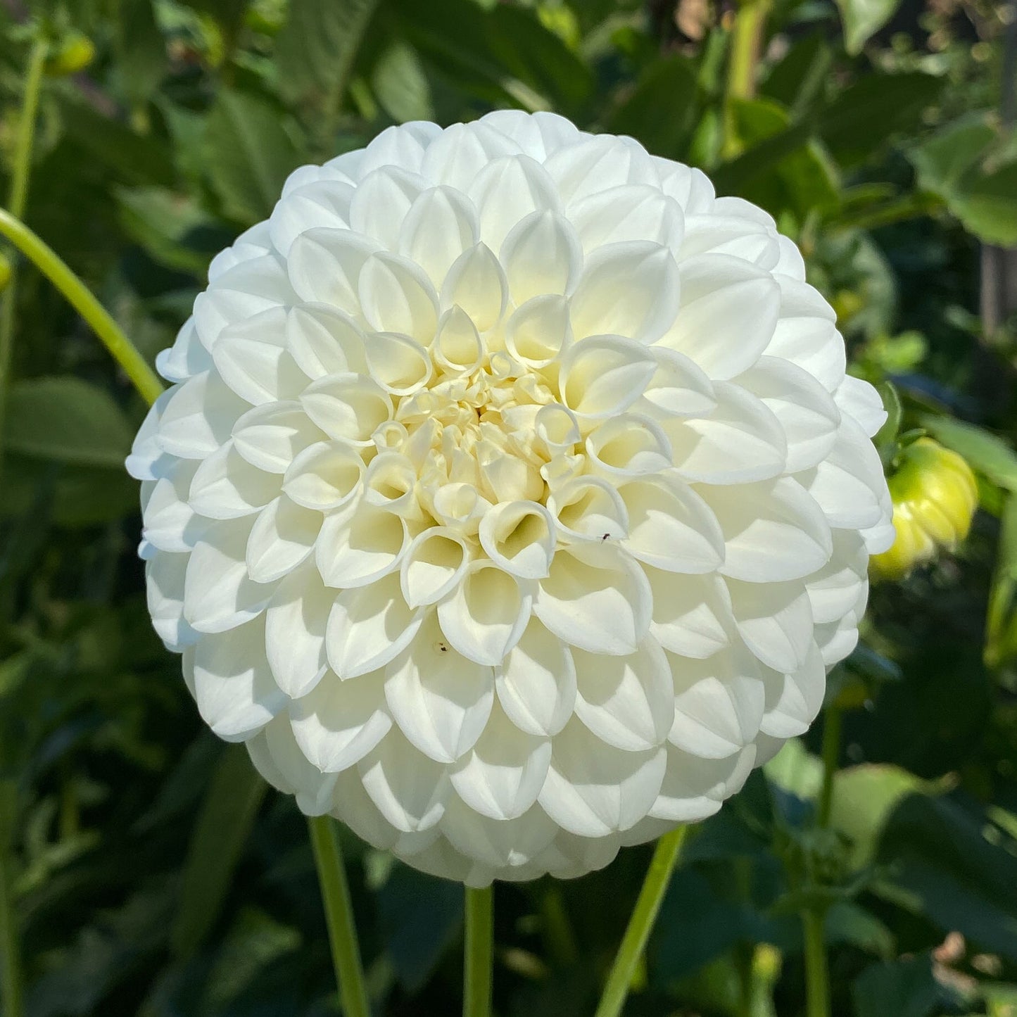 White Decorative