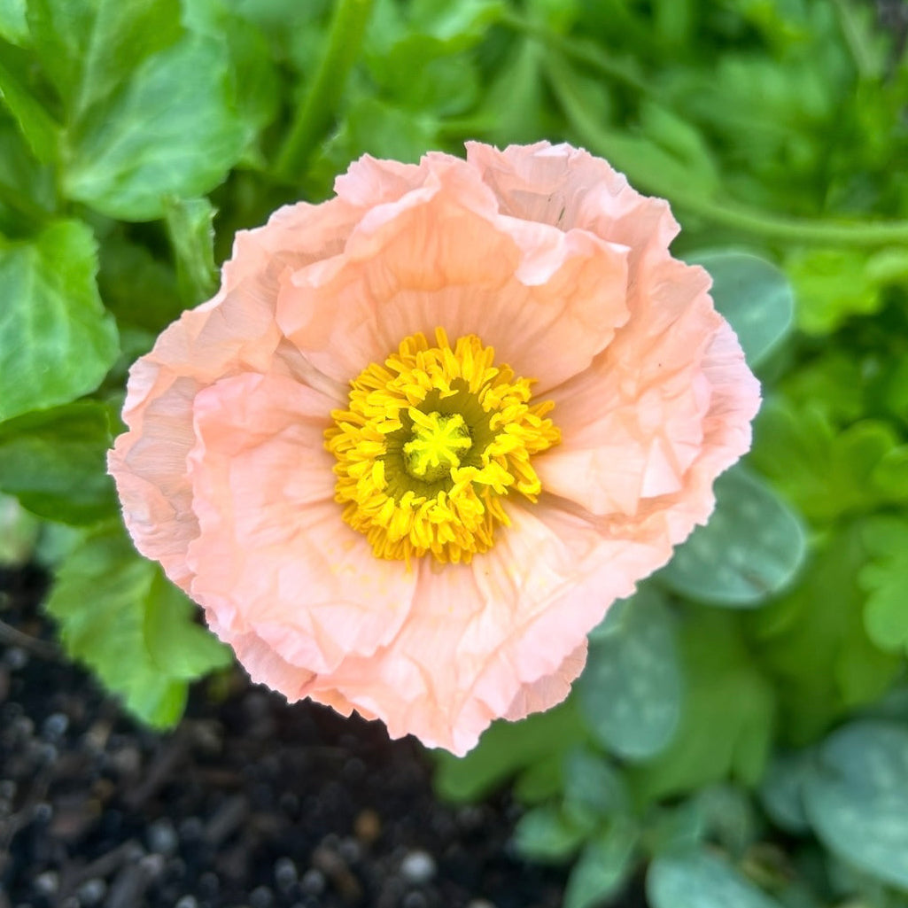 Poppy Pastel Mix