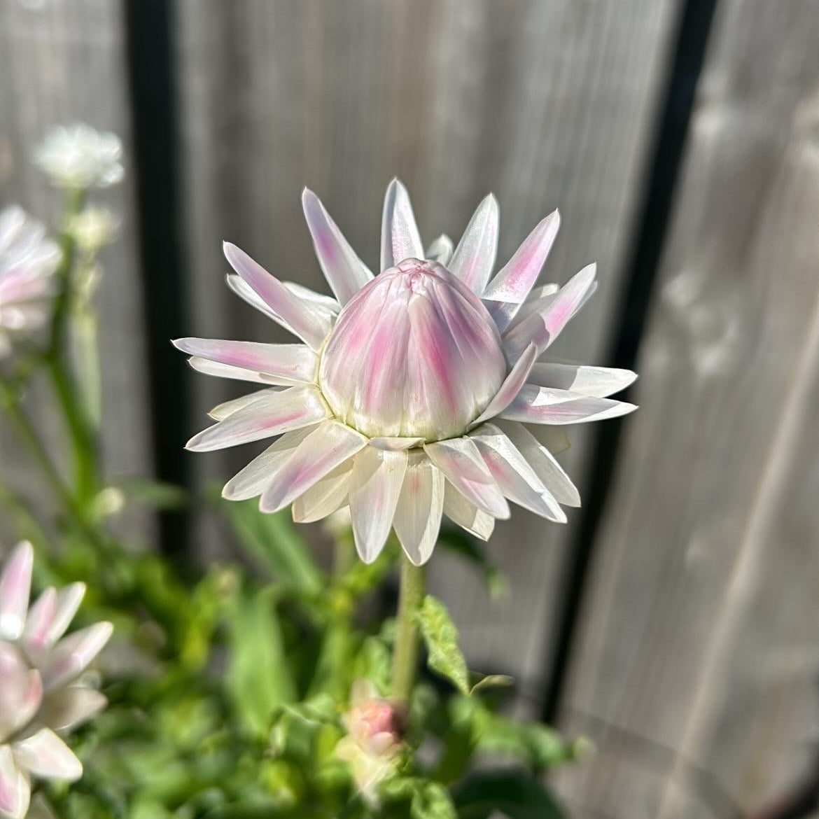 Everlasting Daisy Mix