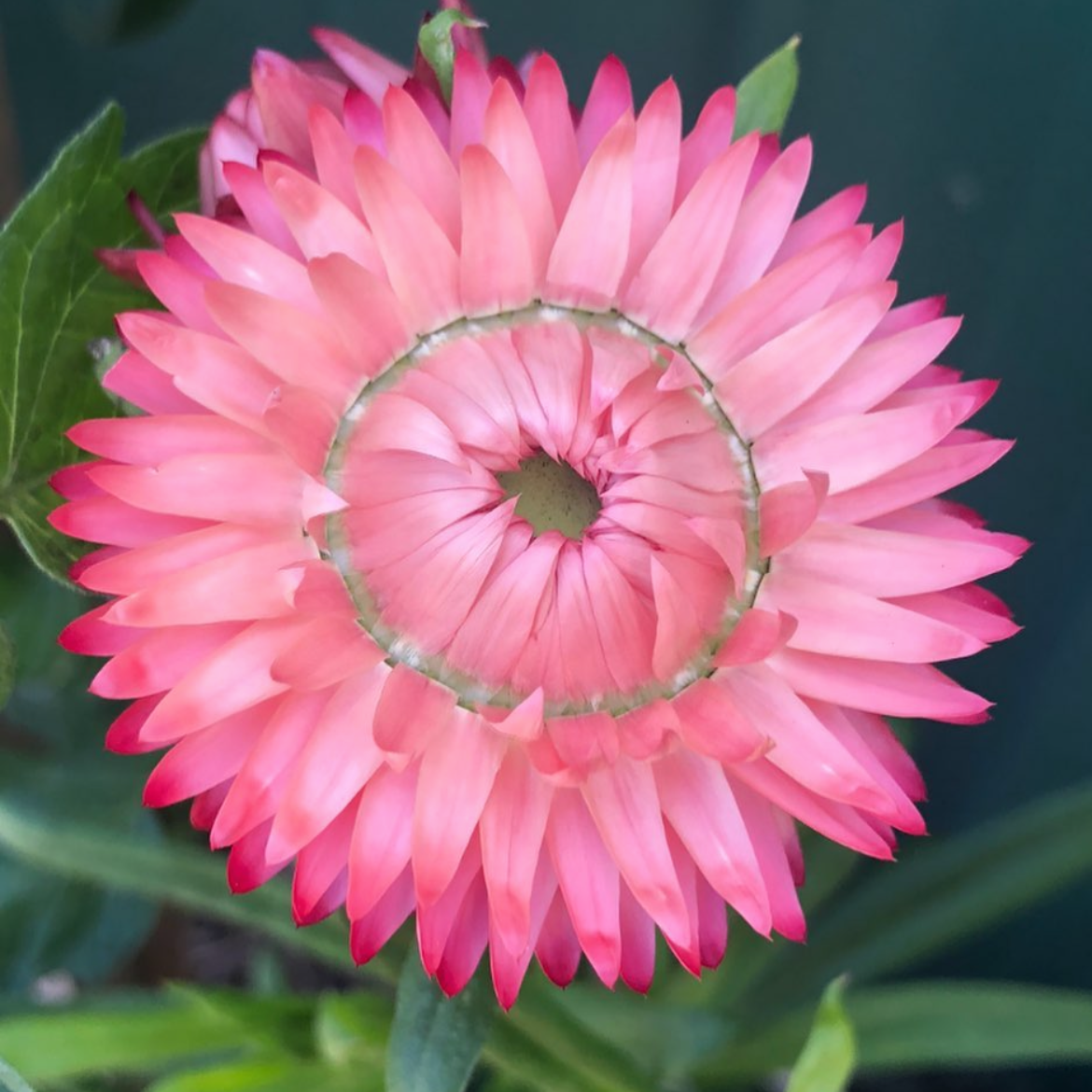 Everlasting Daisy Mix