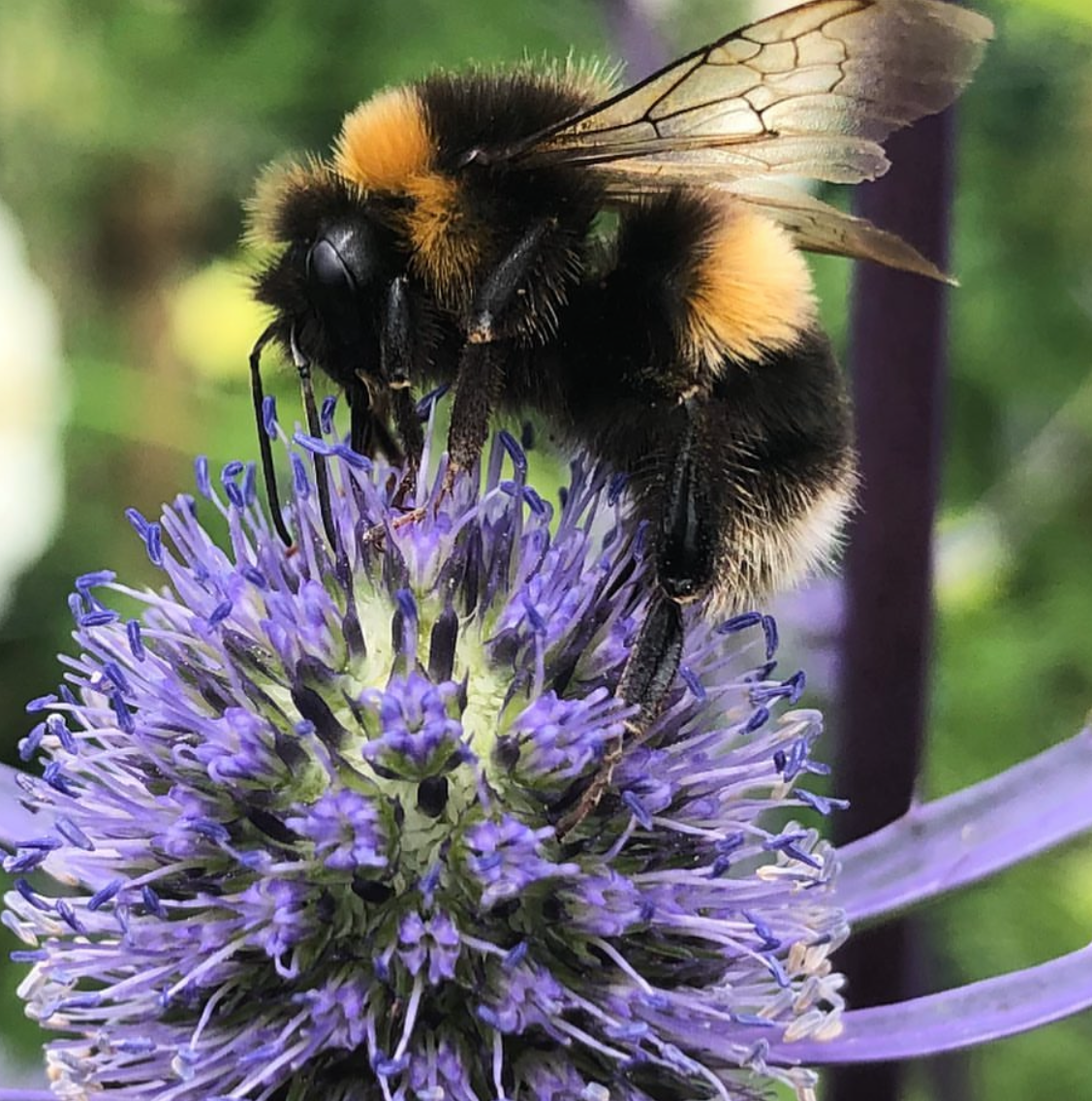Sea Holly Deep Blue