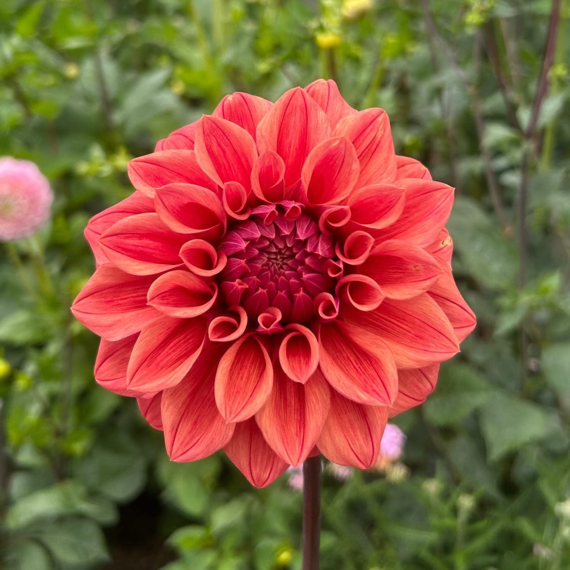 Lileah Russet Rose