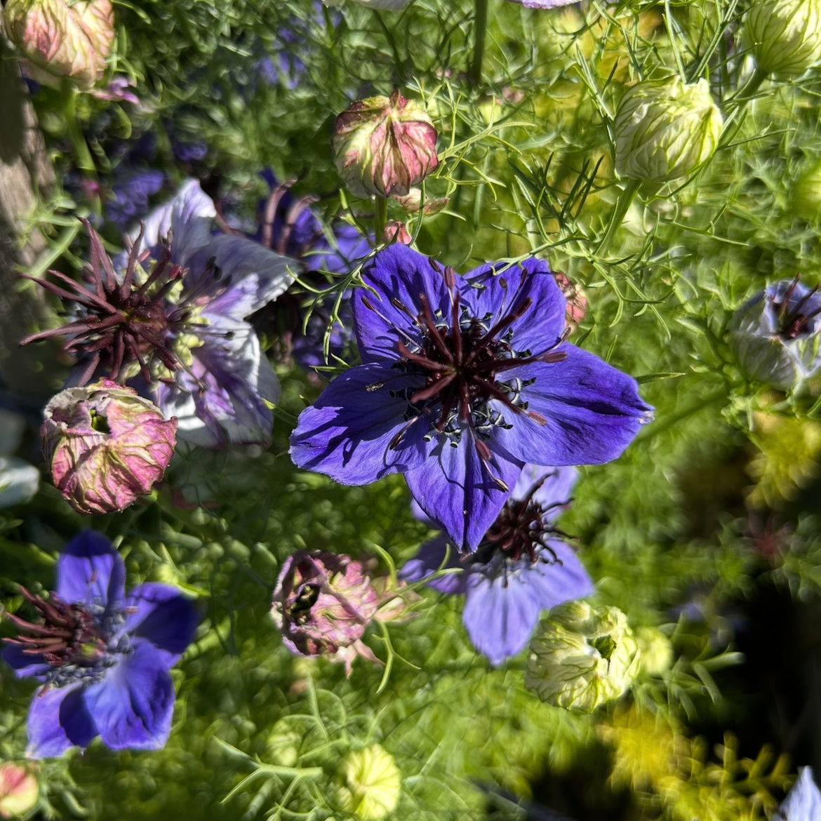 Nigella Starry Night Mix