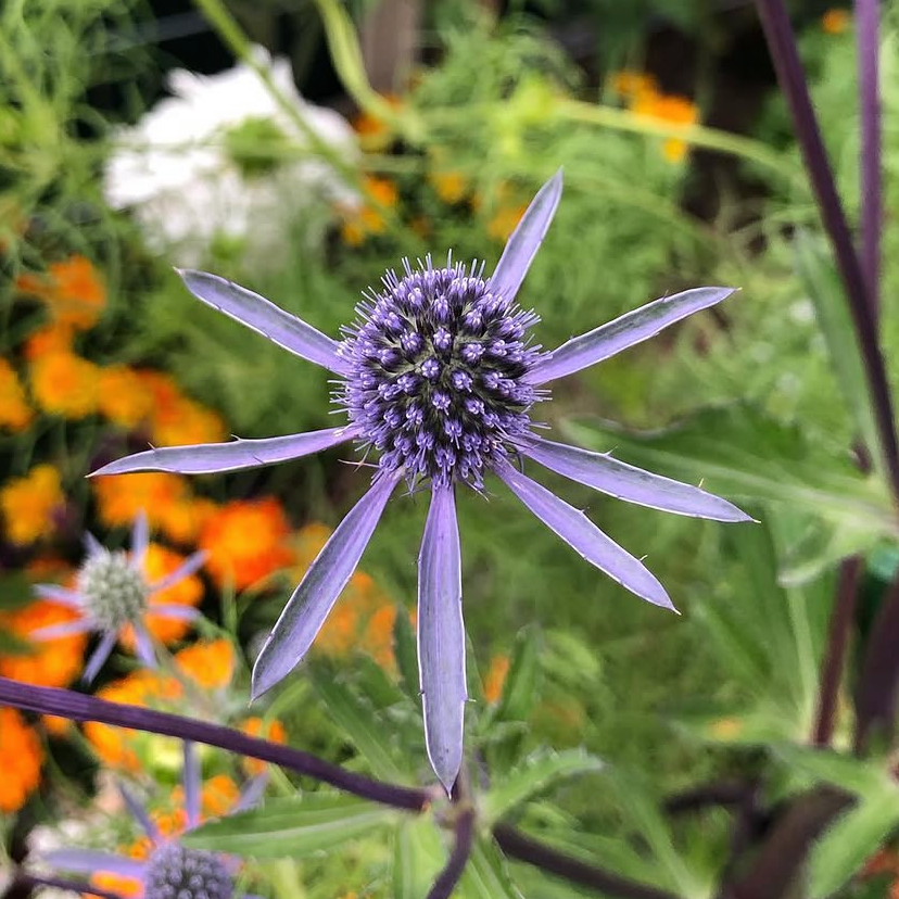 Sea Holly Deep Blue