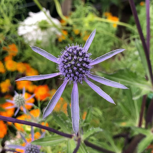 Sea Holly Deep Blue