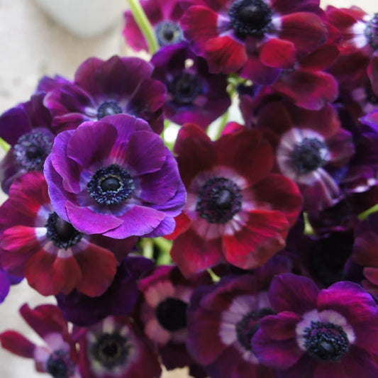 Anemone Marianne Plus Grape
