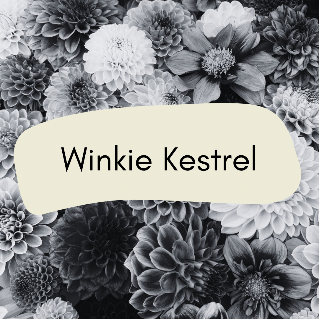 Winkie Kestrel